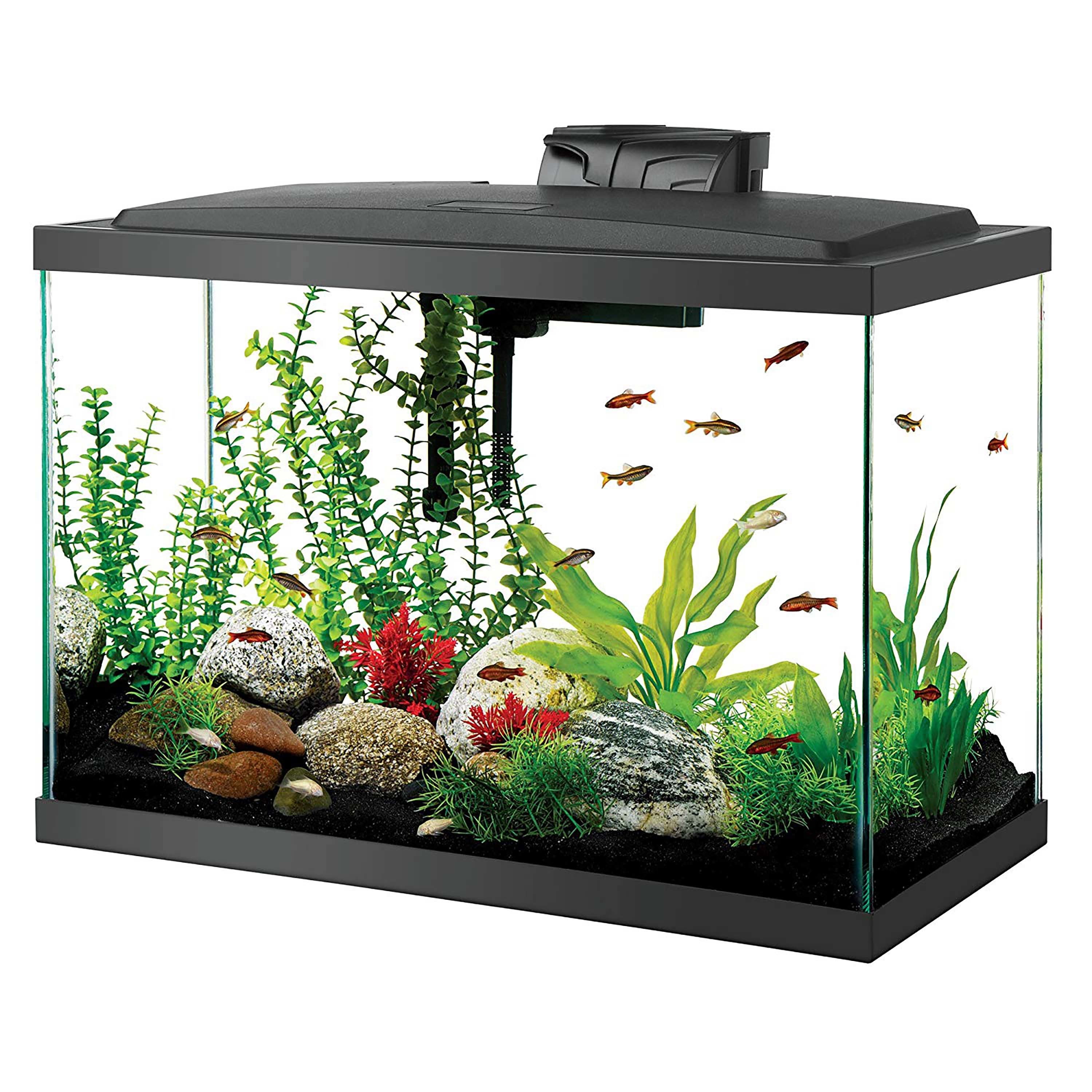 Ornamental Fish Culture and Breeding (Minor)