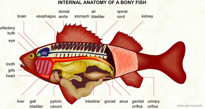 Anatomy and Physiology of fin fishes and shell fishes (Minor)